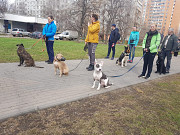 Дрессировка и обучение собак Москва