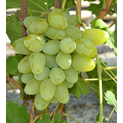 Саженцы винограда Ульяновск