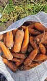 Вкусная морковь сортотипа Шантоне от поставщика Барнаул