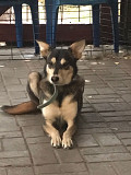 Милая небольшая собака Санкт-Петербург