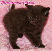Британские шоколадные котята из питомника VIVIAN. Москва