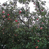 Крупномеры яблонь, саженцы яблони и плодовых деревьев в Москве и Подмосковье из питомника Москва