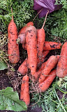 Отборные сорта моркови без трещин в Барнауле Барнаул