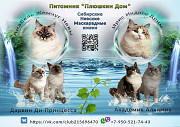 Котята Невской маскарадной кошки Казань