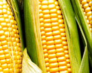 Семена гибридов кукурузы Лимагрен купить Зерноград