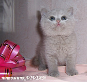 Британские голубые и лиловые клубные котята. Москва