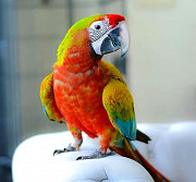 Гибрид ара Вэрдэ - птенцы из питомника Москва