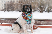 Изумительной красоты небольшая собачка Санкт-Петербург