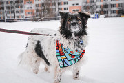 Изумительной красоты небольшая собачка Санкт-Петербург
