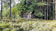 Домик на эстонском хуторе в хвойном лесу под Старым Изборском Псков