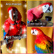 Красный ара (Ara macao) - абсолютно ручные птенцы из питомника Москва