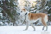 Прекрасная собака породы алабай Санкт-Петербург