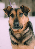 Заботушка, самый добрый пёс на свете Санкт-Петербург