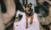 Заботушка, самый добрый пёс на свете Санкт-Петербург