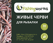 Живые черви для рыбалки Саратов