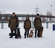 Дрессировка собак на площадке в группах и инивидуально Москва