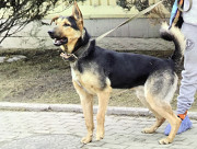 Молодой метис восточноевропейской овчарки, пёс-подросток Граф ищет любящую семью Москва