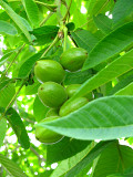 Плоды маньчжурского ореха Екатеринбург