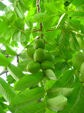 Плоды маньчжурского ореха Екатеринбург