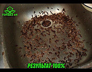 Уничтожение насекомых, грызунов, запахов, вирусов, плесени и др Энгельс