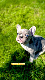 French bulldog puppies for sale. Льер