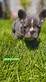 French bulldog puppies for sale. Льер