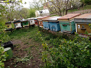Пчёлы и улья Курск