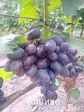 Черенки и саженцы винограда Армавир