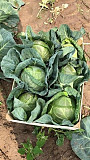 Świeże warzywa prosto od producenta - ziemniaki, buraki, marchew, kapusta Кельце