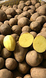 Świeże warzywa prosto od producenta - ziemniaki, buraki, marchew, kapusta Кельце