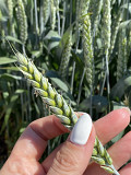 Семена пшеницы озимой купить Акапелла Арсенал Армада Бумба Багира Богема Былина Дона Донская Лира Зерноград