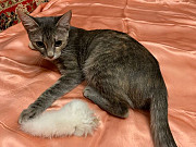 Домашняя, уютная кошка Шанель в добрые руки Москва