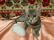 Домашняя, уютная кошка Шанель в добрые руки Москва