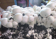 Урожайный грибной набор для Вашего сада Кострома