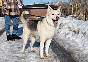 Мировой красавец-пёс Санкт-Петербург