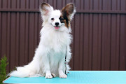 Papillon puppy Paris