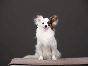 Papillon puppy Paris