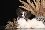 Papillon puppy Paris