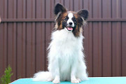 Papillon puppy Париж