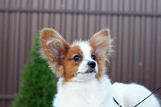 Papillon puppy Paris