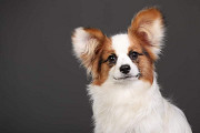 Papillon puppy Париж