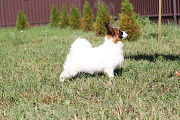 Papillon puppy Париж