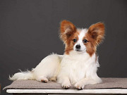 Papillon puppy Париж