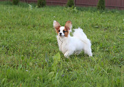 Papillon puppy Париж