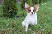 Papillon puppy Париж