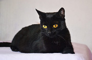 Необычайной красоты чисто черная кошка Опра в добрые руки Москва