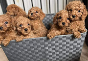 Cucciolo di cavapoo in adozione Санкт-Галлен