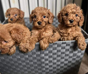 Cucciolo di cavapoo in adozione Санкт-Галлен