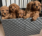 Cucciolo di cavapoo in adozione Санкт-Галлен