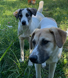 Собаки Нина и Риччи (брат с сестрой) в добрые руки Москва